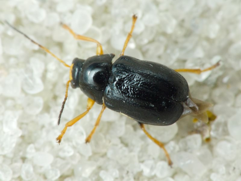 Cryptocephalus (Cryptocephalus) bameuli Duhadelborde, 1999